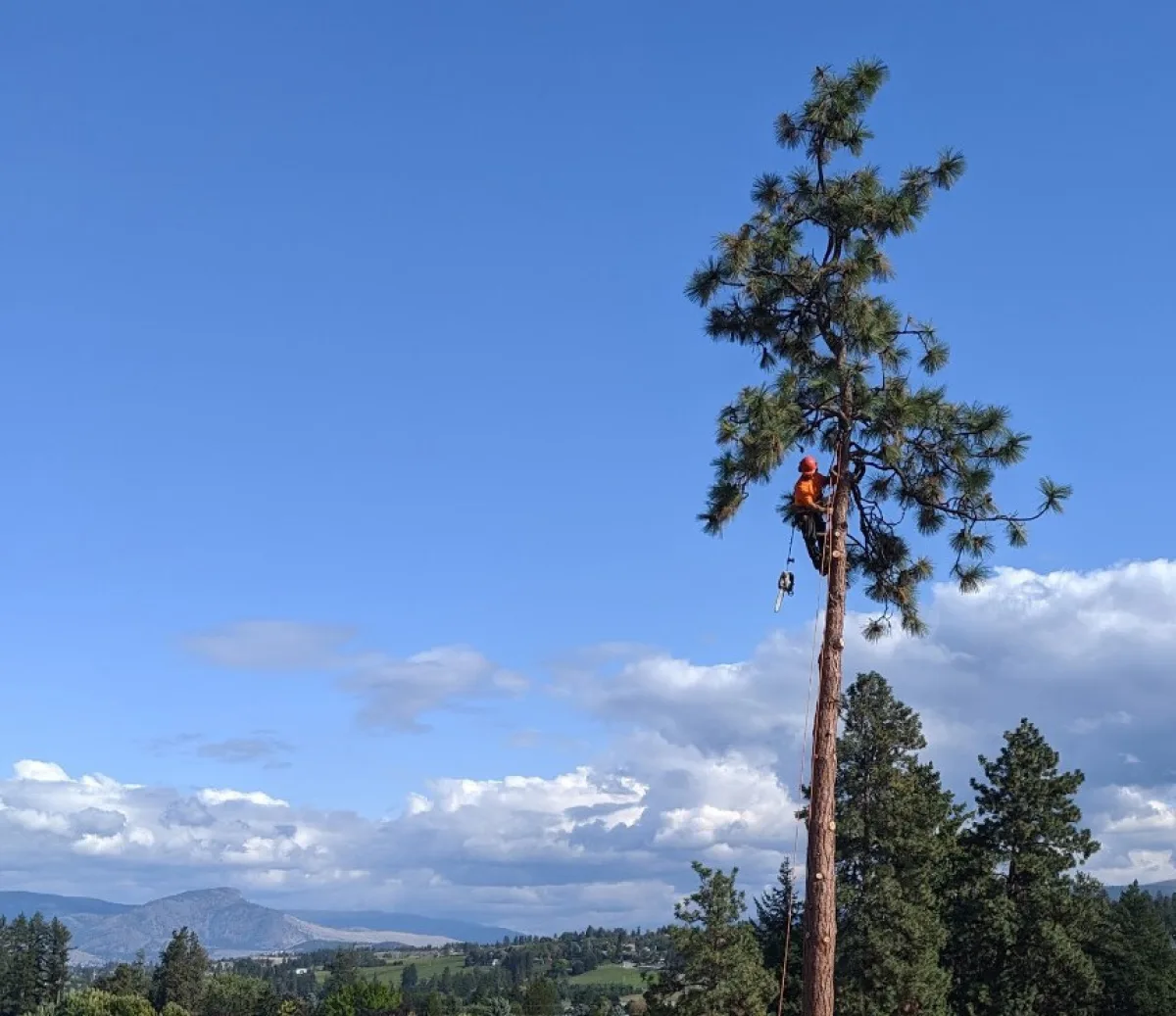Arborist up tree north okanagan neighbourhood