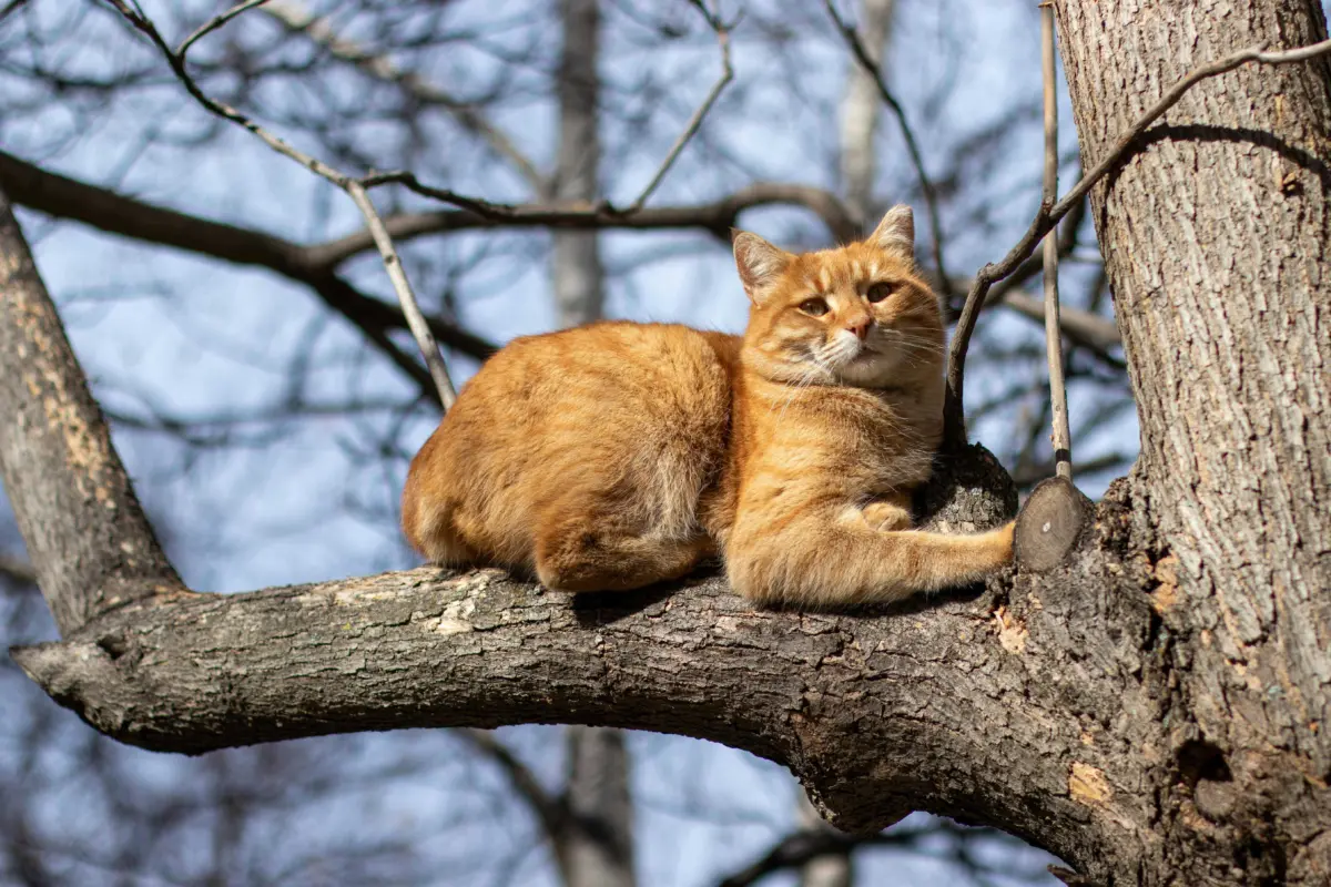 Cat in tree lying on a branch