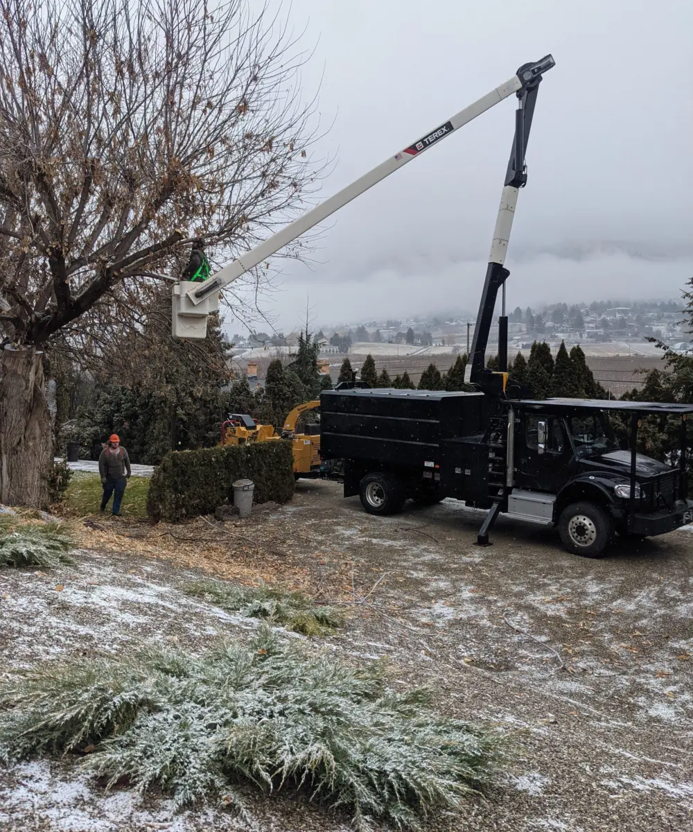 Bucket truck being used to remove dead maple tree