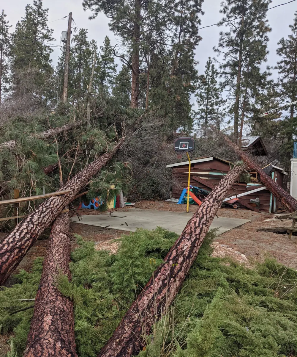 large pine trees on ground by house after storm