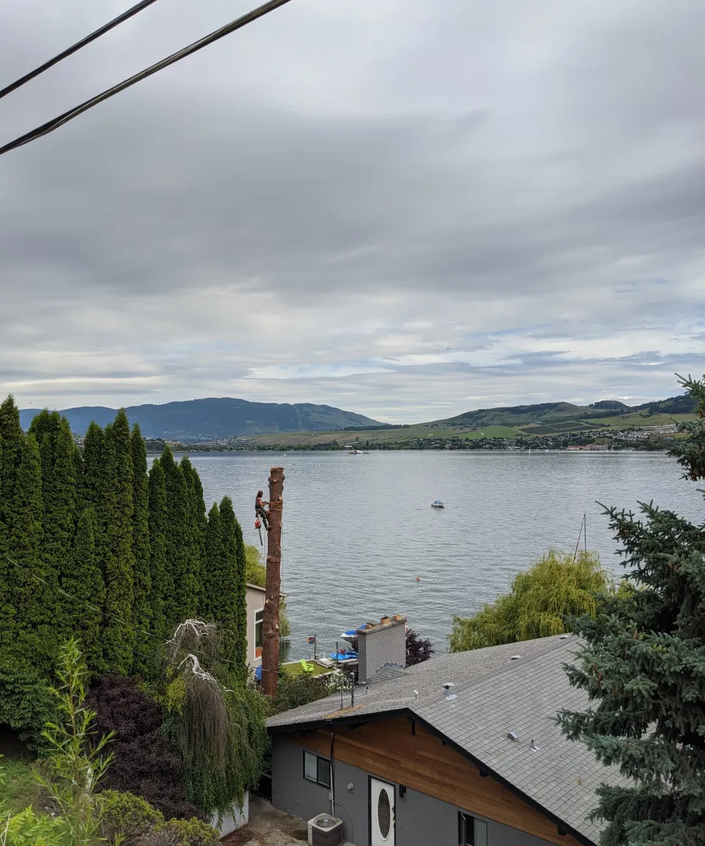 Tree removed to show view of lake