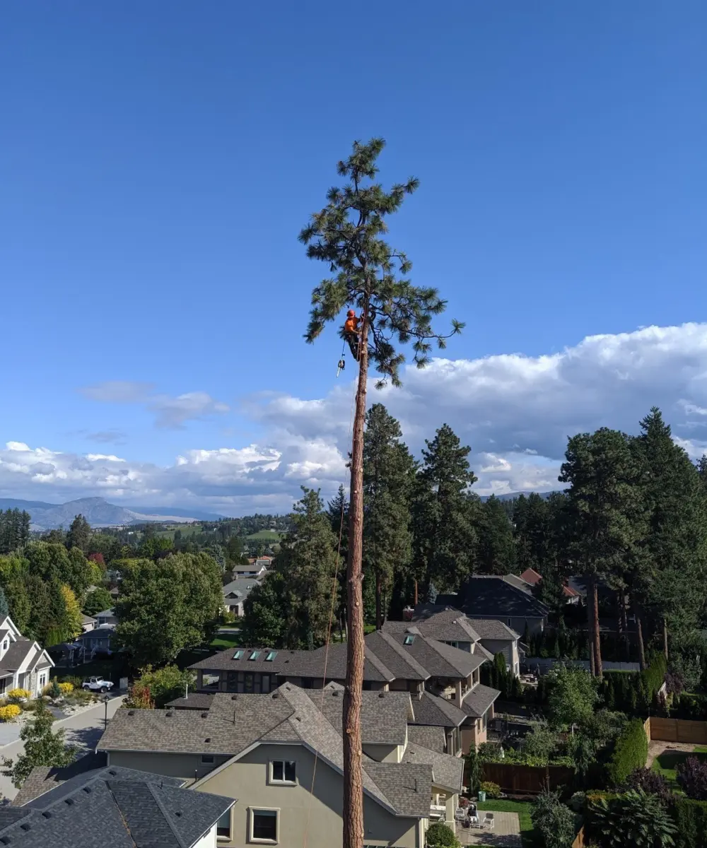Arborist in very high tree blue sky in the Okanagan, BC