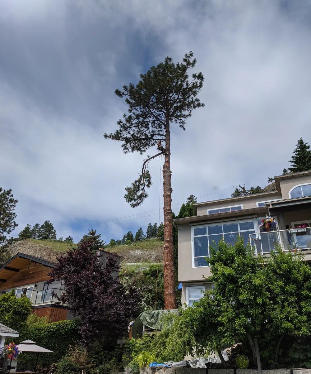 Tree removal in tight places near houses
