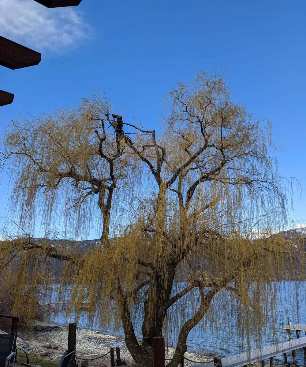 Willow pruning in the Okanagan to enhance views