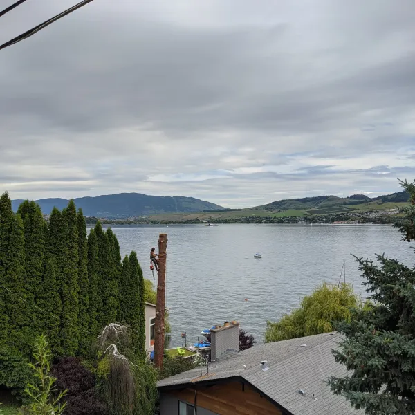 Tree removed to show view of lake