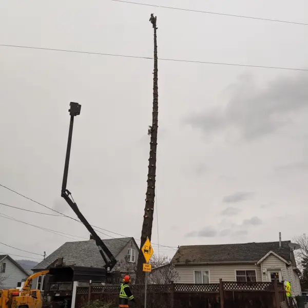 Big tree no branches being removed under power lines