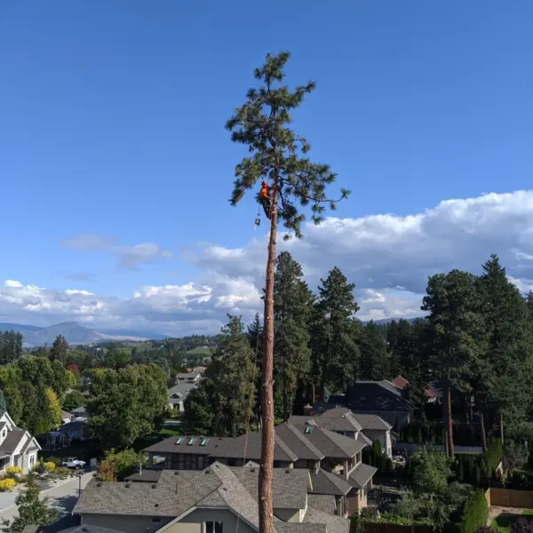 Arborist in very high tree blue sky in the Okanagan, BC