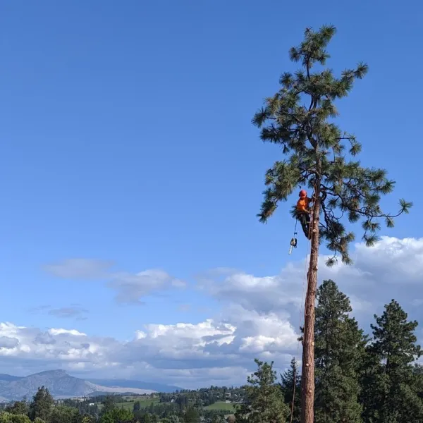 Arborist up tree north okanagan neighbourhood
