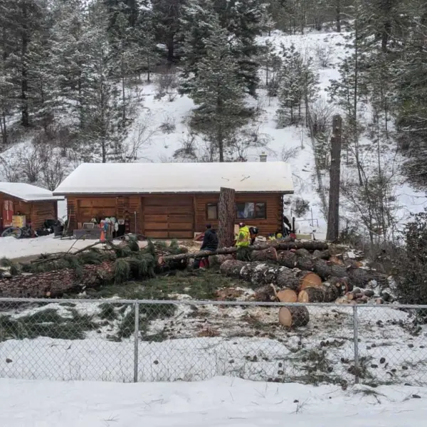 Large trees down surrounding small cabin in winter