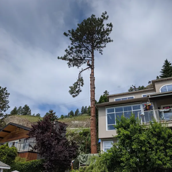 Tree removal in tight places near houses