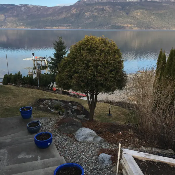 Pruned tree in ball shape lakeside