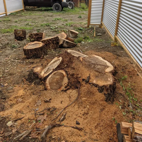 Stumps near fence after stump grinding