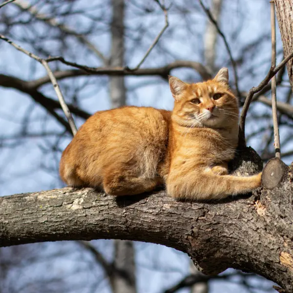 Cat in tree lying on a branch