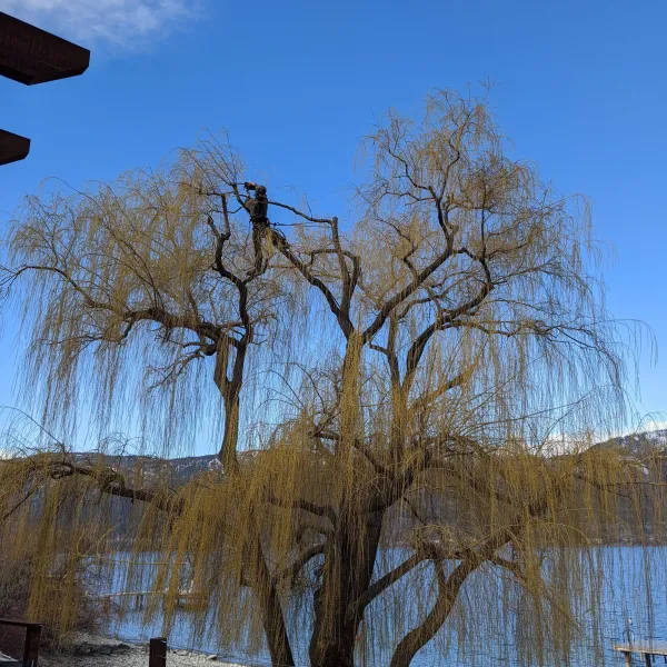 Willow pruning in the Okanagan to enhance views