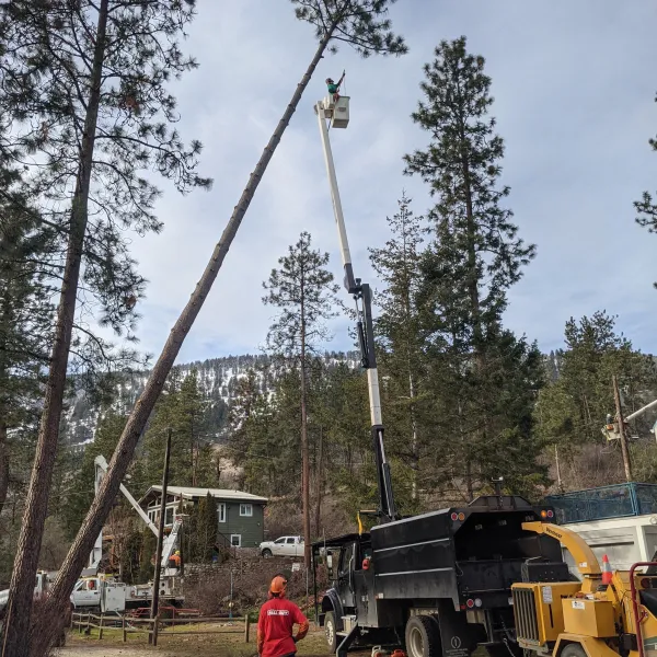 Using storm bucket for tree removal okanagan, BC