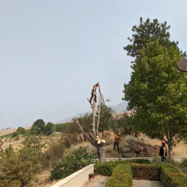 Green Giant tree removal performing a view enhancement tree cutting