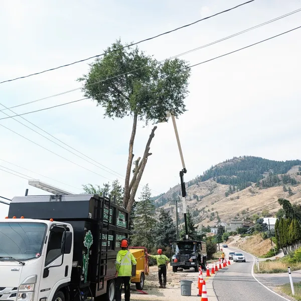 Removing a tree directly under power lines