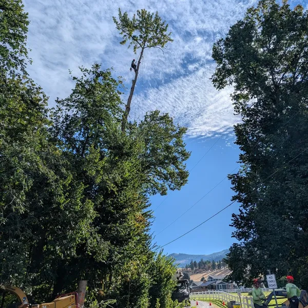 Removing big tree under blue sky and power lines