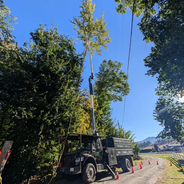 Tree removal under powerlines side of the road