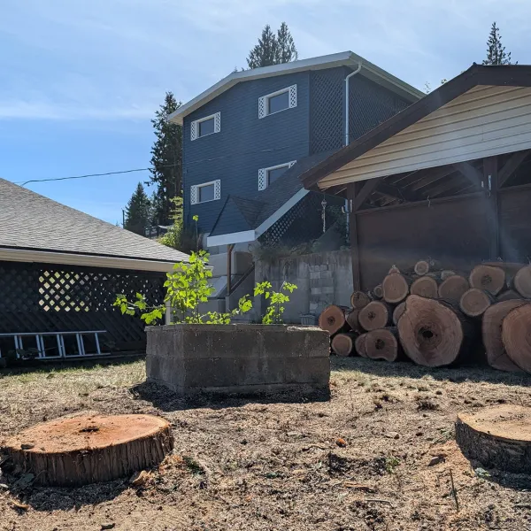 Green Giant Tree Removal stumps in a backyard of nice blue house