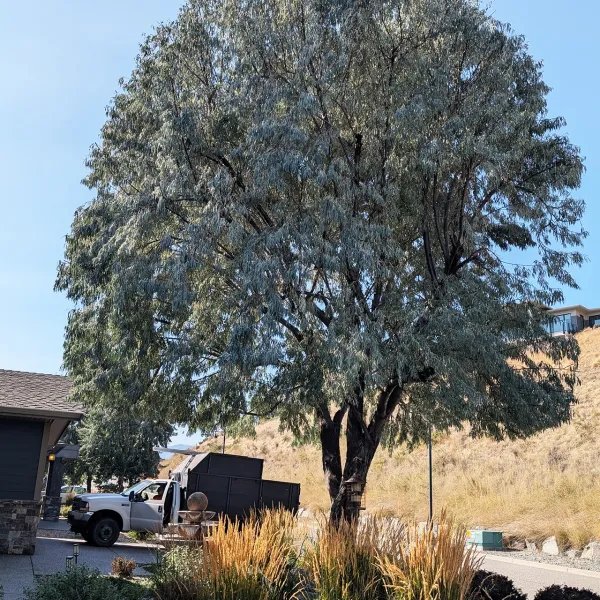 Green Giant Tree Removal shaping a tree in front of nice house in Okanagan