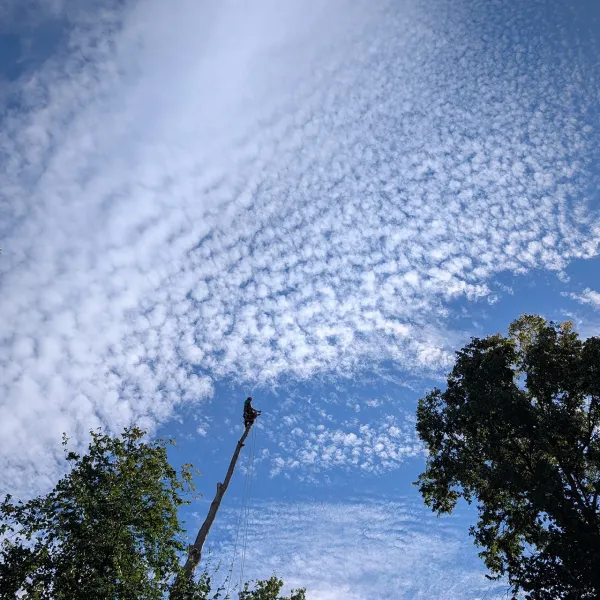 Arborist chopping a tree looking up at blue sky