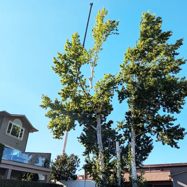 Green Giant Tree Removal removing large tree limb