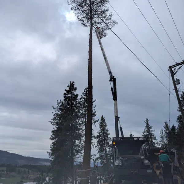Power lines bucket tree removal