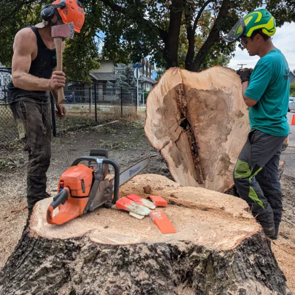 Team stump axe removal