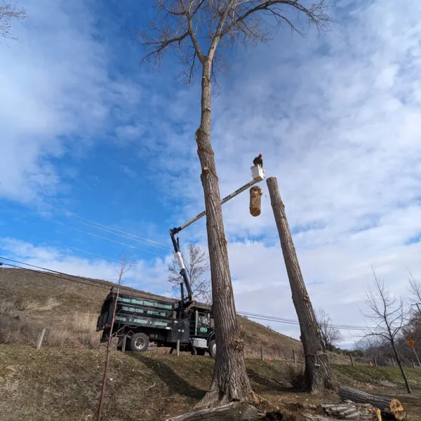Truck tree removal hill closeup