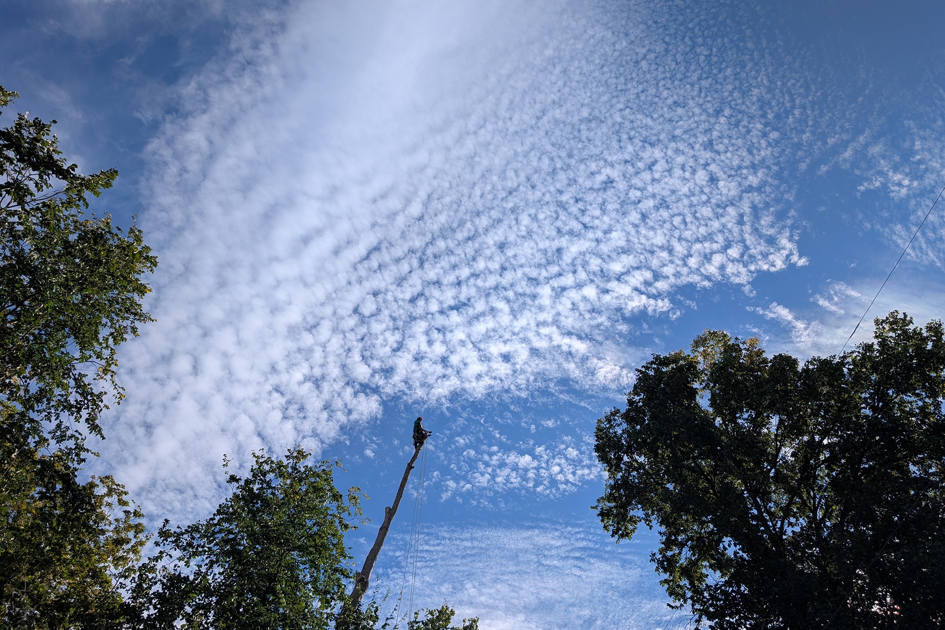 Arborist chopping a tree looking up at blue sky